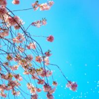 cropped-flowers-blue-summer-petals-72161.jpg