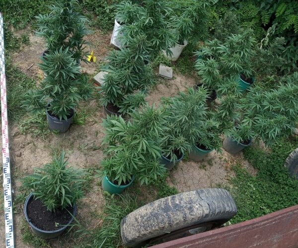 Rajtaütöttek a zsaruk a baranyai kannabisz farmon