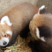 cropped-babies-@-CERZA-1-1.jpg