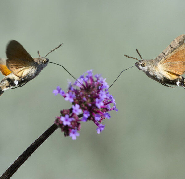 Íme a „magyar kolibri”, ami imádja Pécset