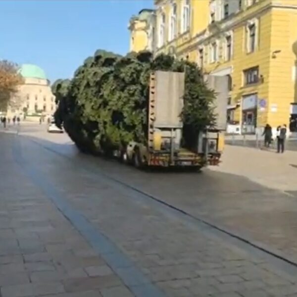 VIDEÓ! Megérkezett a Mindenki Karácsonyfája a Széchenyi térre!