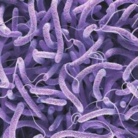 cholera2
