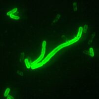 pestis
