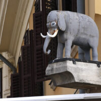 elefant mostani
