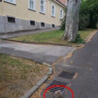 bagoly_fióka_sérült