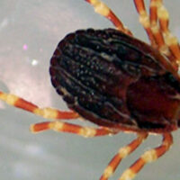 cropped-Hyalomma-kullancs.jpg