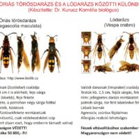 tőrösdarázs