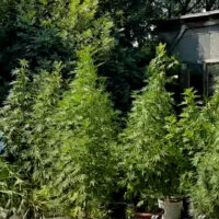 cropped-kannabisz.jpg