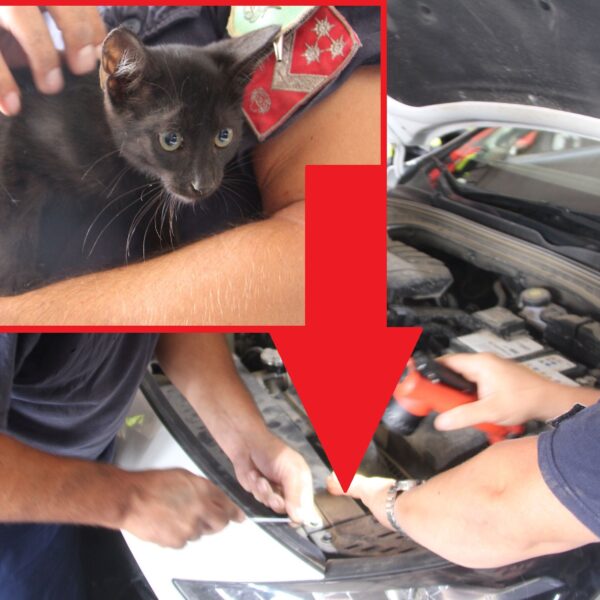 Motortérben szundizva Dombóvártól Pécsig autózott egy macska, akit végül a tűzoltók szabadítottak ki