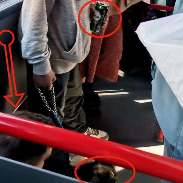 Kiakadtak az utasok: részegen, sörrel és harci kutyával utazott egy férfi a pécsi buszon