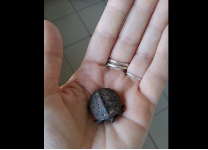 They find a little cutie, a native turtle in Parkes