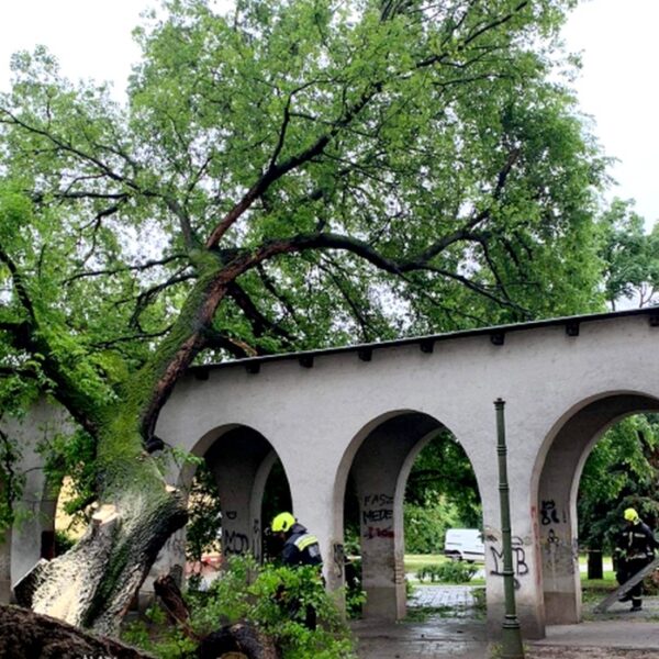 Számos kidőlt fa és hömpölygő ár okozott gondot Baranyában
