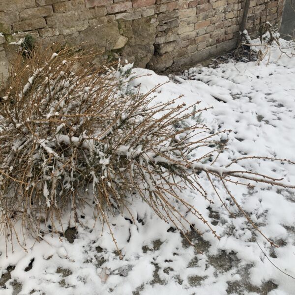 When should we throw out the Christmas tree?