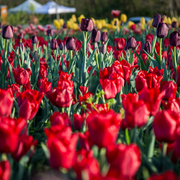 30 ezer tulipánnal színesíti a Mecseket egy villanyszerelő Kővágószőlősön