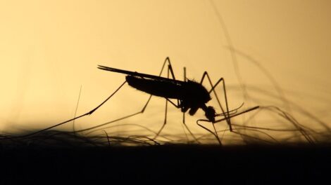 Szúnyoggyérítés lesz, de a Pécsi Szúnyognak is volt egy kérése
