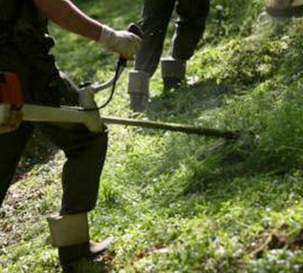 Új szempontok szerint kaszálják a pécsi zöldterületeket