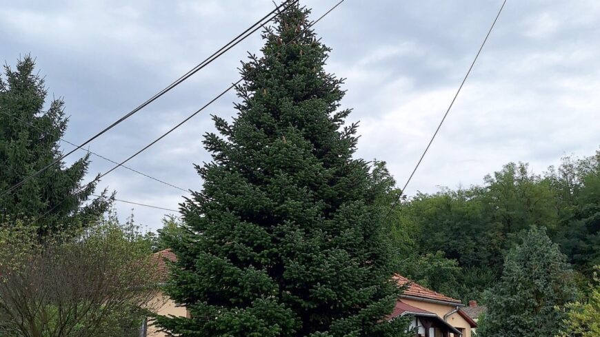 karácsonyfa_felajánlás_biokom_1200