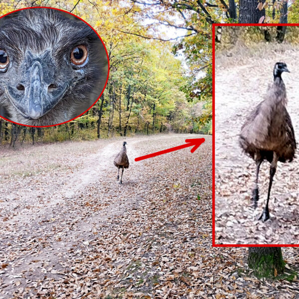 Te is láttad? Egy emu kóborol a Mecsekben!