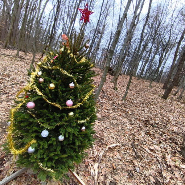 Rejtélyes karácsonyfa a Mecsekben!