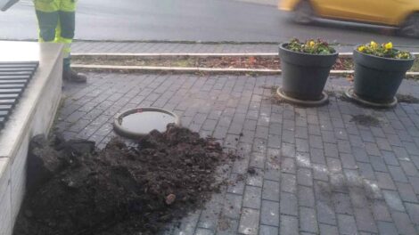 Ejha: dézsás növényt loptak el a pécsi belvárosban