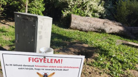 Óriás tőrösdarazsak lepték el Pécset