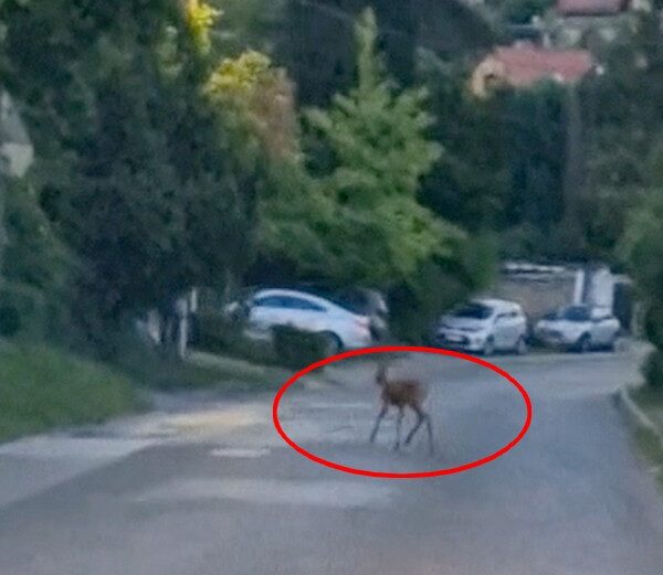 Eltévedt őzike kószált a pécsi Mecsekoldalon