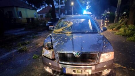Fákat döntött egy autós Szigetváron