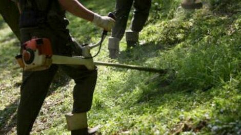 Új szempontok szerint kaszálják a pécsi zöldterületeket