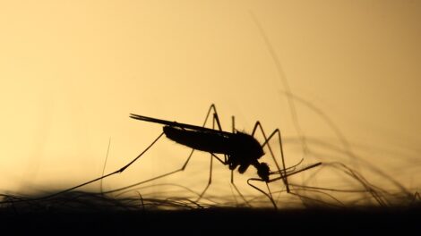 Hiába panaszkodnak a lakók a sok vérszívóra, mégsem irtják őket Ispitaalján