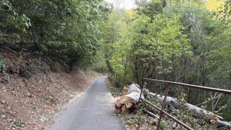 Hatalmas fa dőlt a bringások útjára a Pécs-Orfű szakaszon